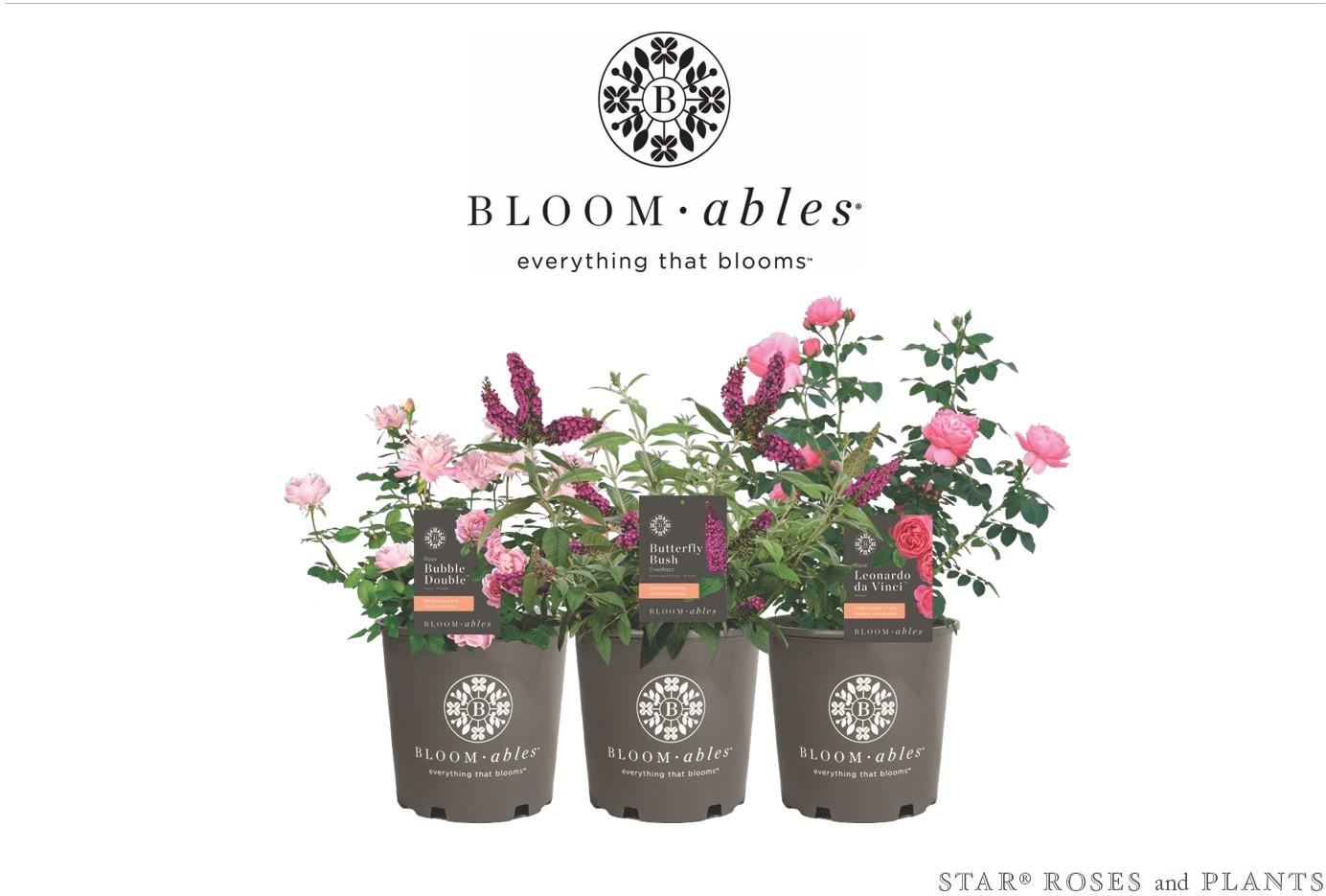 WashingtonGardener: Win Bloomables Plants from Star Roses in the May ...