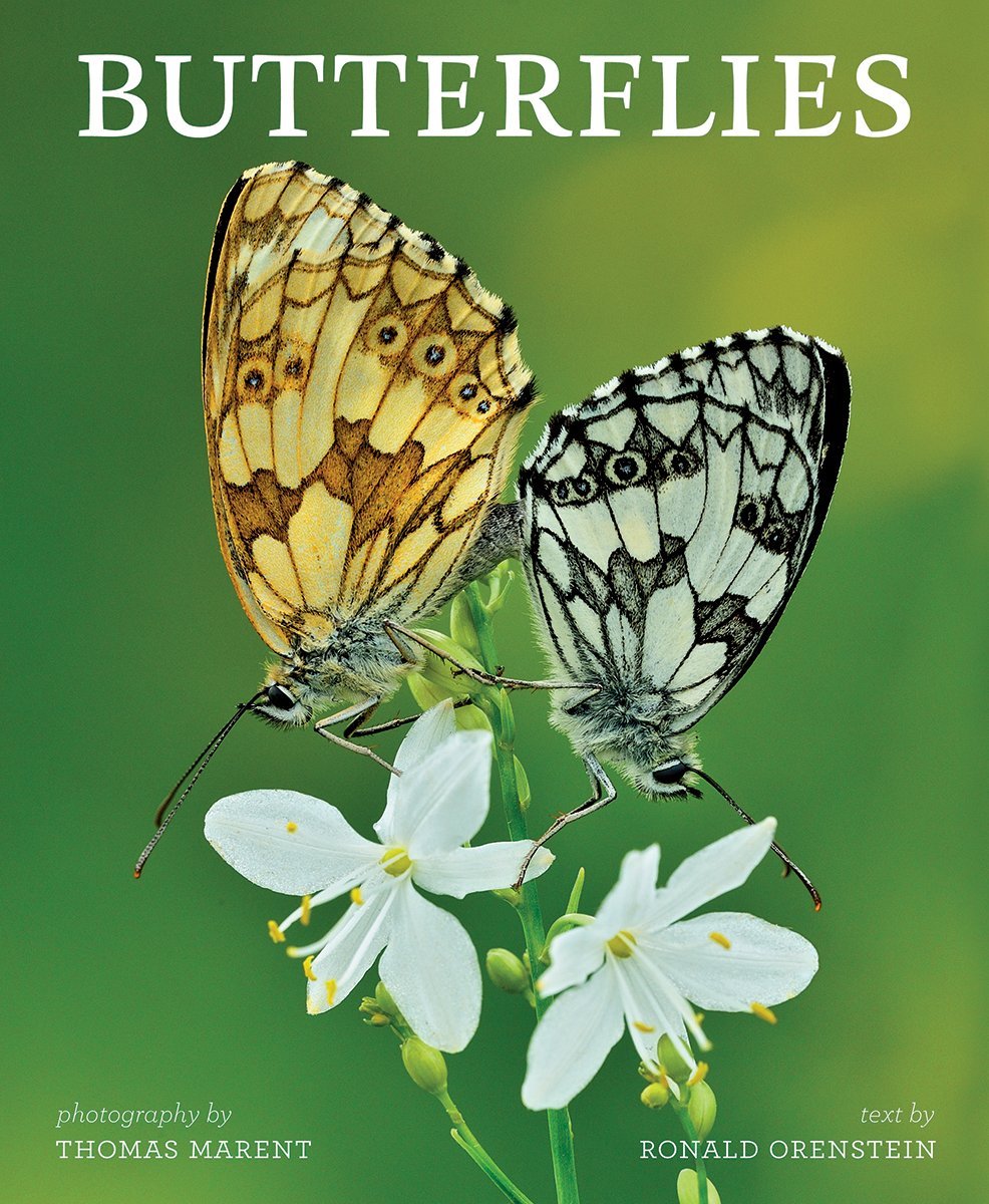Postcards from Sussex ‘Butterflies’ by Ronald Orenstein a book review