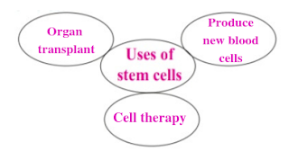 Stem cell uses chart class 10 Uses of stem cell