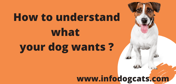 How to understand what your dog wants