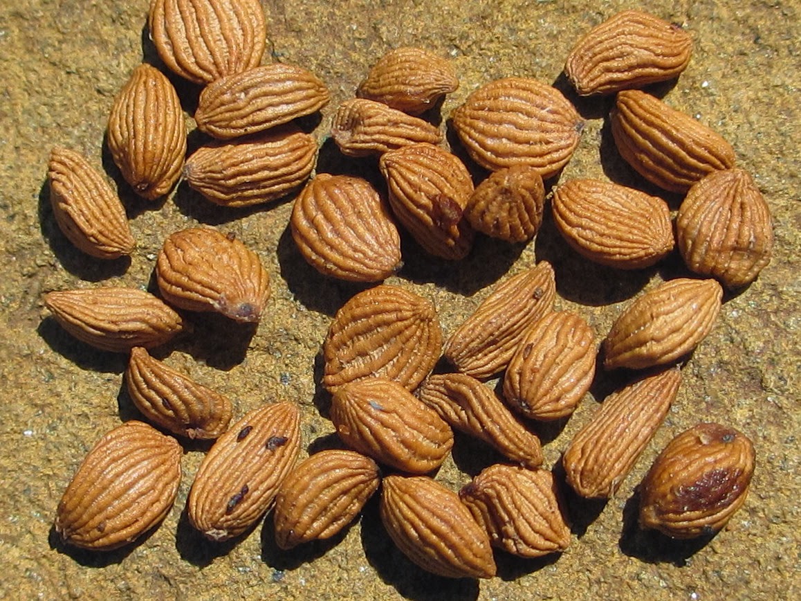 GROW BAT FLOWER SEED The Garden of Eaden