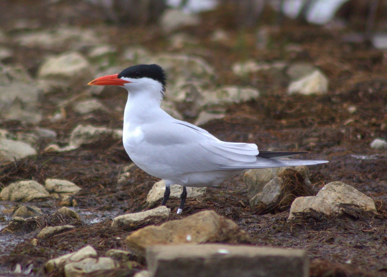 Birding Jablonski Style! Caspian Terns in Town!