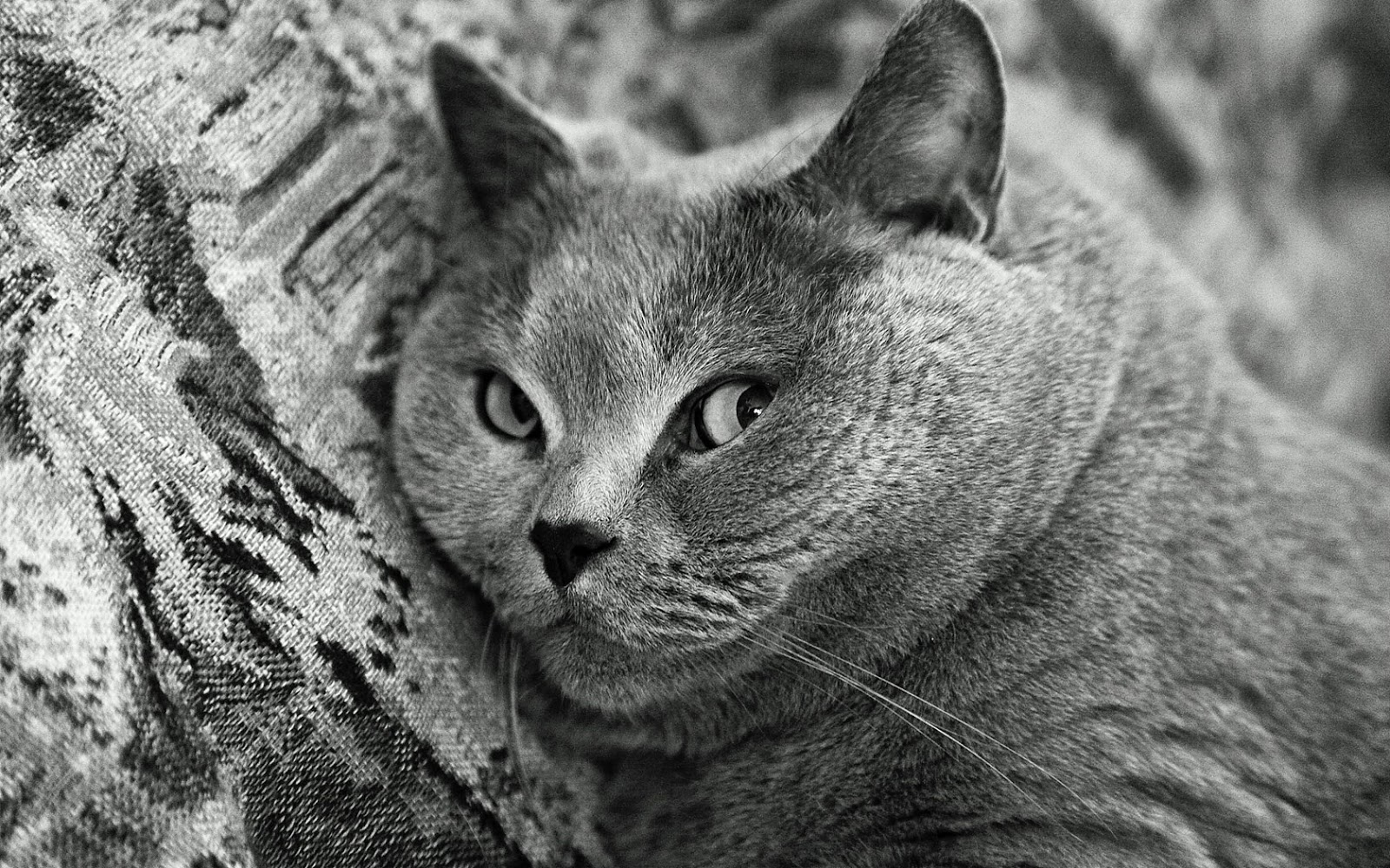 Portrait de British Shorthair chat  gris