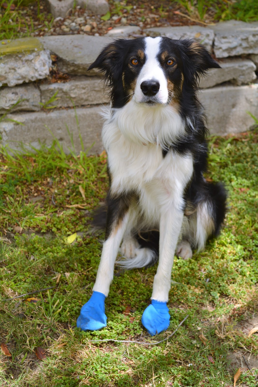 The Dog Geek Product Review PAWZ Dog Boots