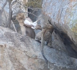 Kruger Ulusal Parkı'ndaki bir leopardan, av çalan dişi aslan