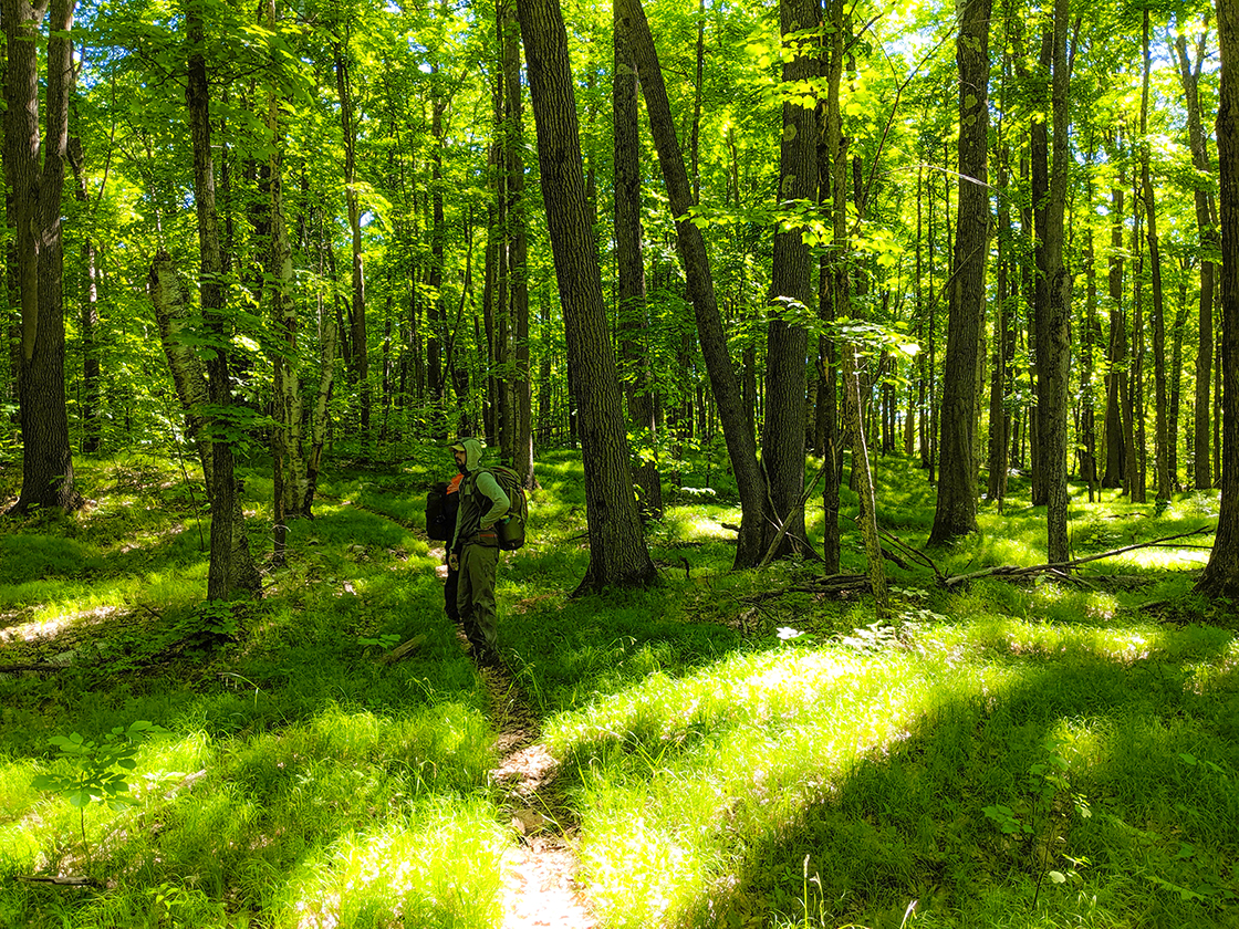 Along the North Country Trail in the Chequamegon National Forest