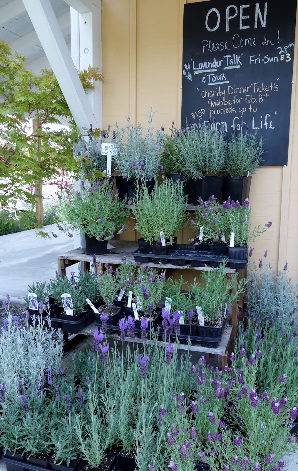 Moments of Delight...Anne Reeves Seattle Lavender Farm in Woodinville