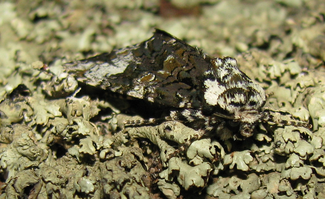 LEPIDOPTERA By Ed Craniophora ligustri