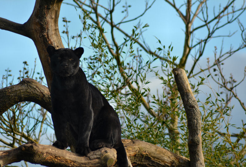 A Camera Day Out at Chester Zoo | The Style Rawr