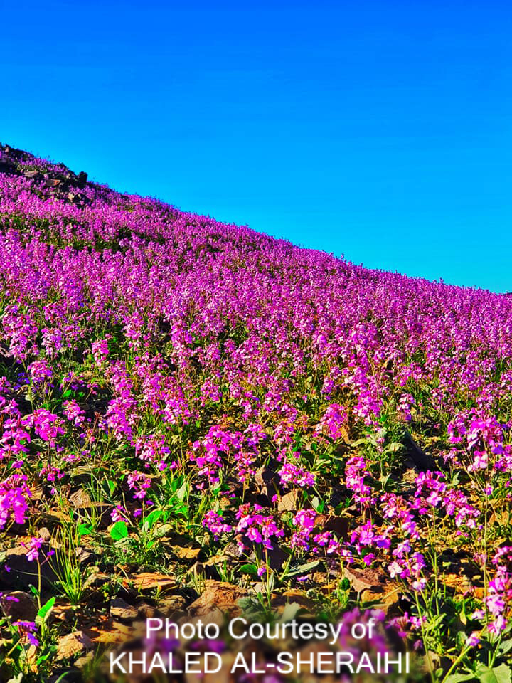Jeddah Daily Photo Saudi Arabia Desert Flowers