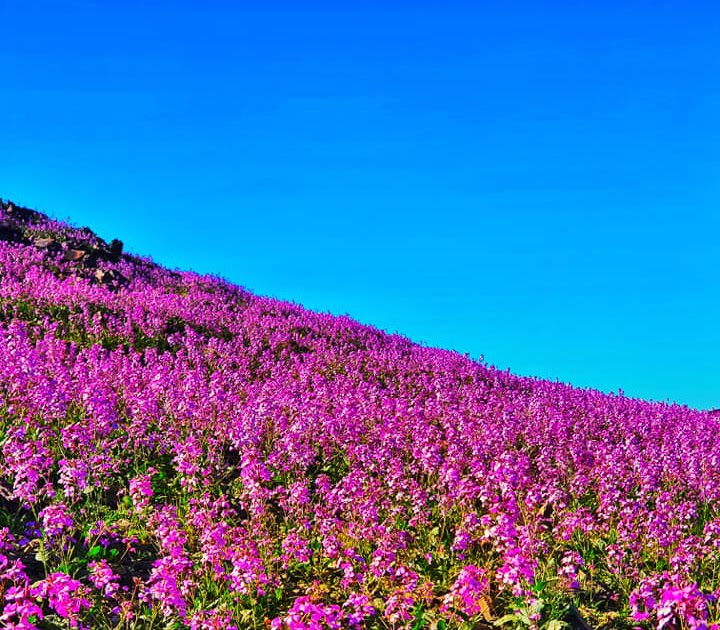 Jeddah Daily Photo Saudi Arabia Desert Flowers