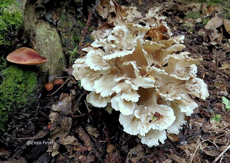 I Funghi dei Castelli Romani Grifola frondosa