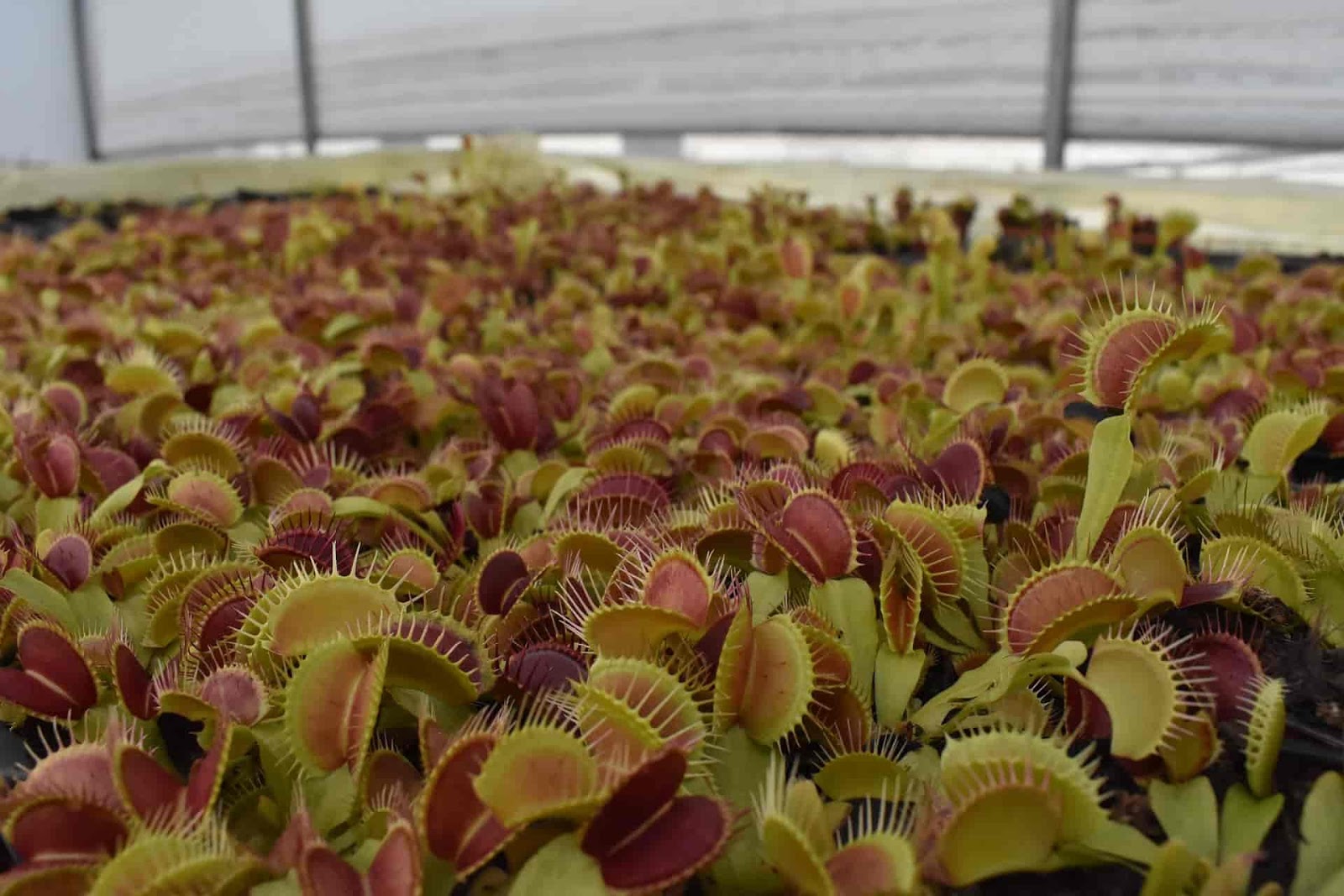 Knowledge Center: Carnivorous Plant: Venus Flytrap