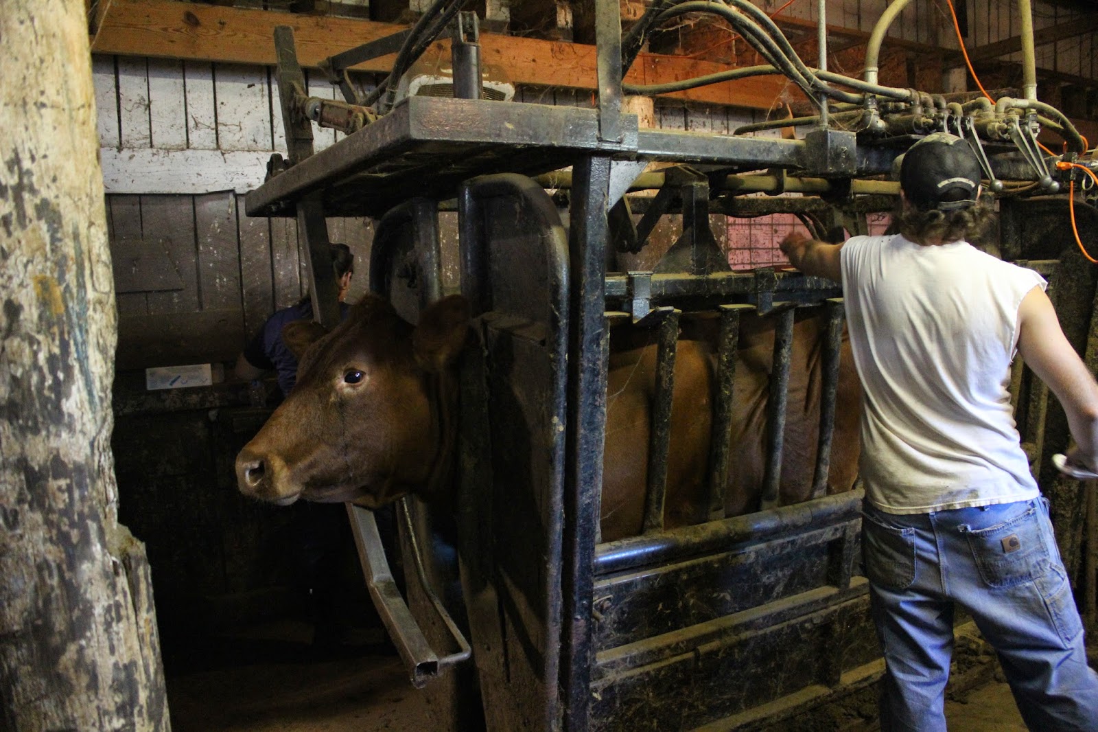 Snug Harbor Bay Livingston Livestock Auction