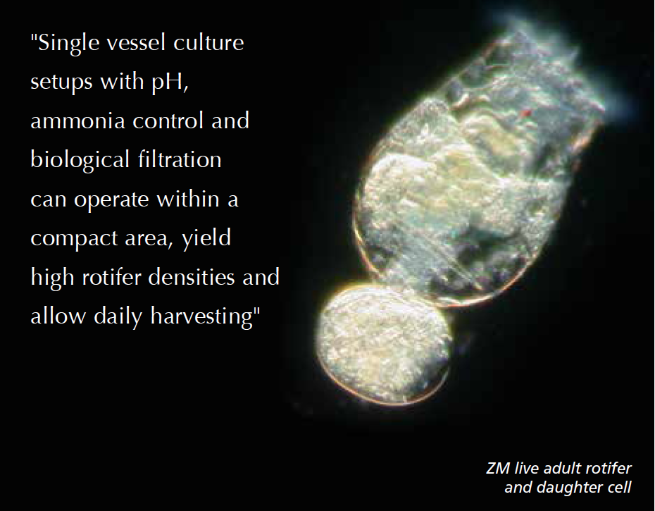 The Aquaculturists: 29/04/2015: Rotifers