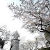 桜と灯台と煙突＠小倉北区　手向山