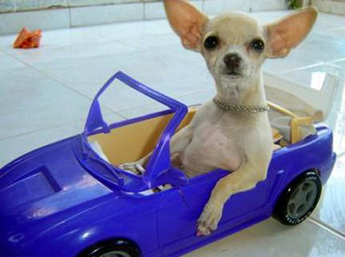 Funny Chihuahua Dogs New Photos Funny And Cute Animals