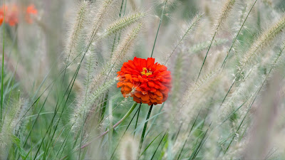 Red flower wallpaper