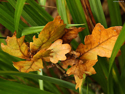 leaves wallpapers autumn nature leaf desktop dead