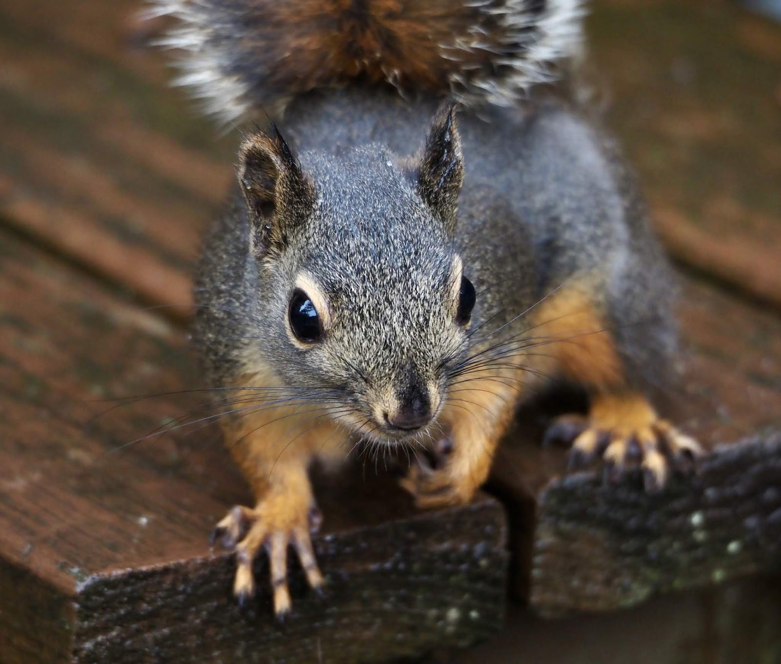 Shoreline Area News Costco bird seed is popular with everyone, even