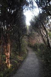 Path along Lake Te Anua