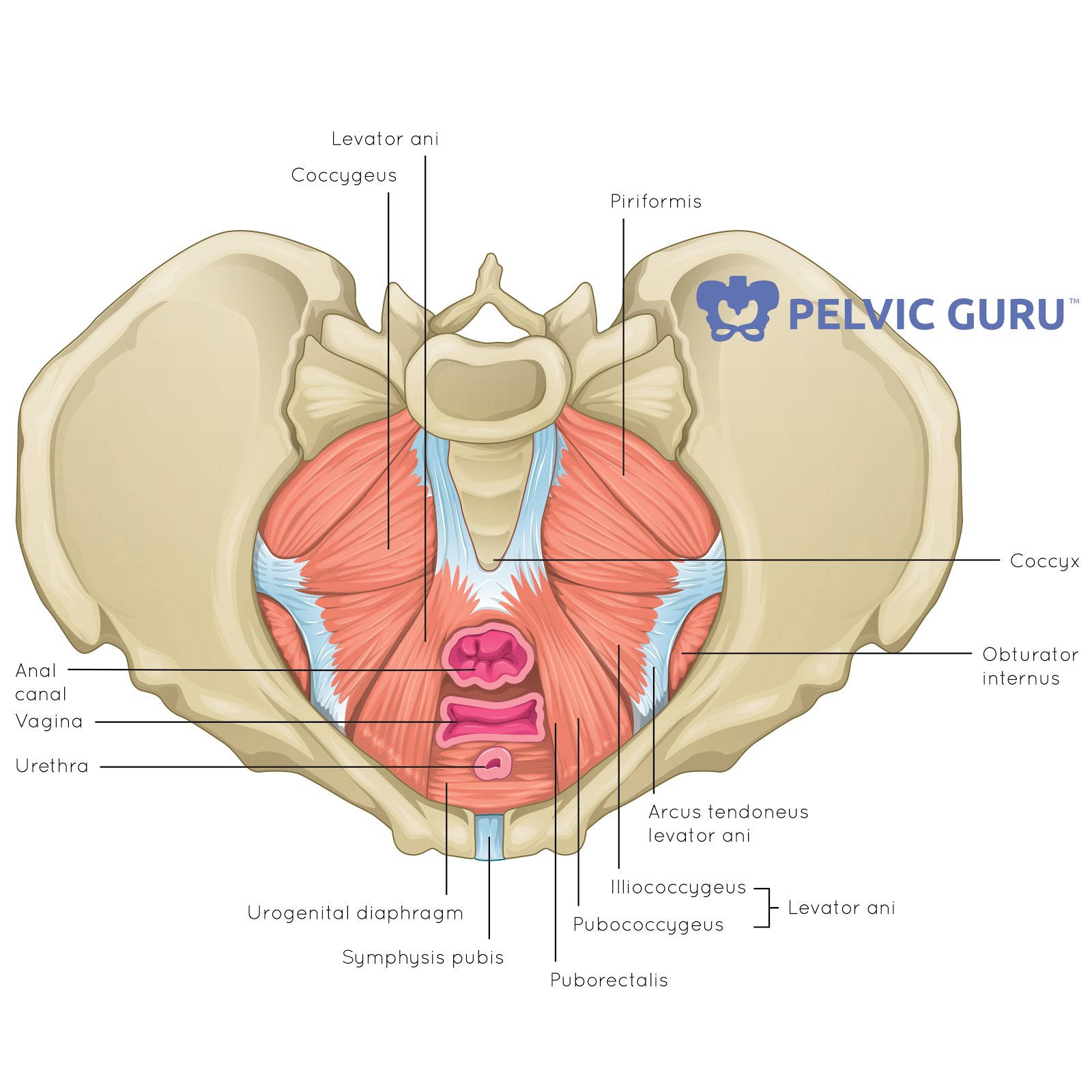 Robin Angus' Physical Therapy Blog: Pelvic Floor Muscle Dysfunction