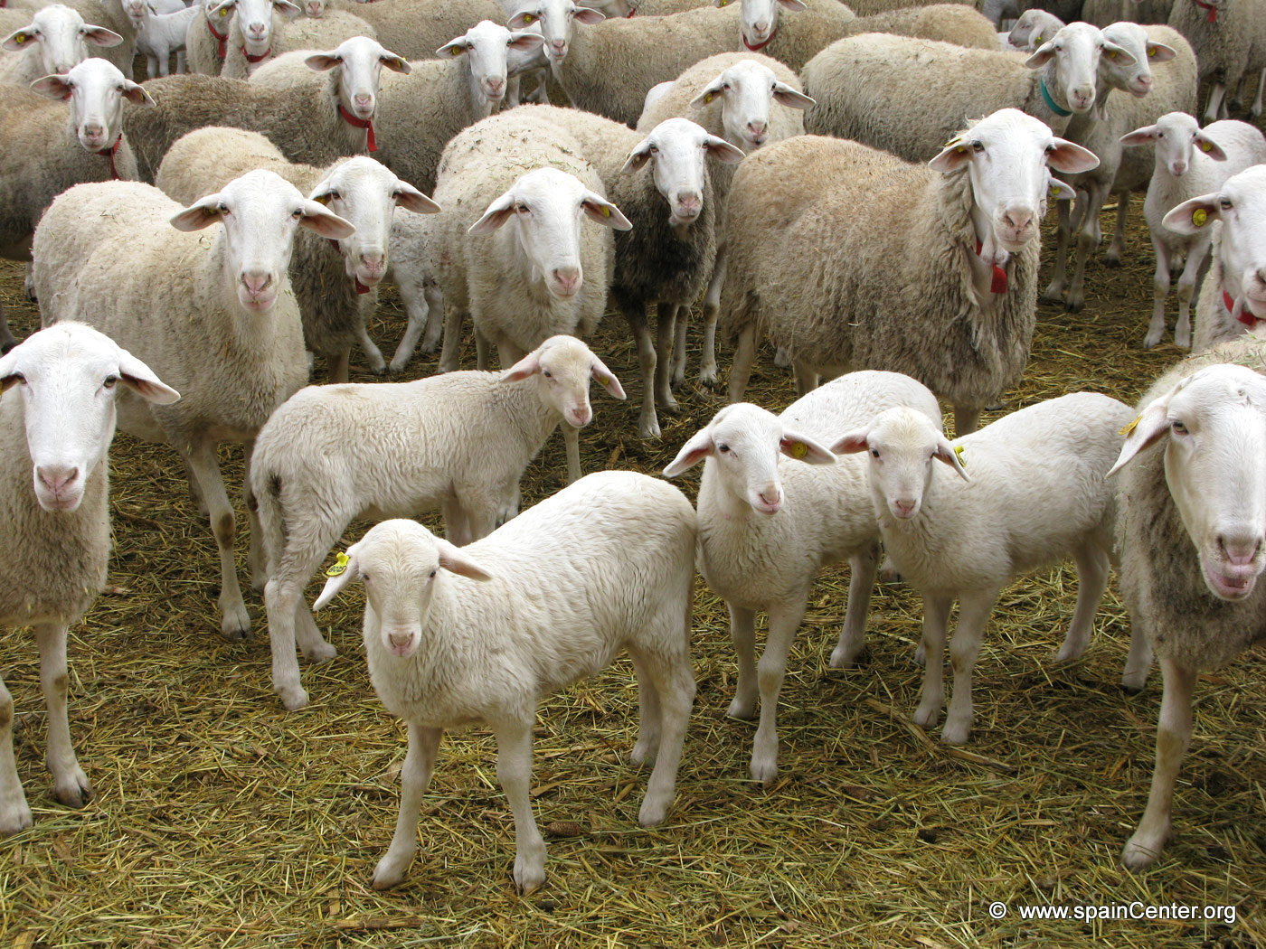 Rutarealidad: Rebaño