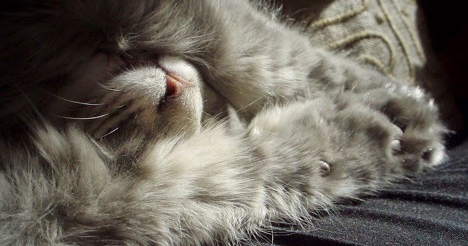 Pourquoi Mon Chat S'allonge Sur Moi Je Suis Comme Je Suis: Pour un chat heureux