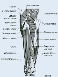Posterior Thigh Muscle
