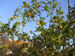 Lemons in their season