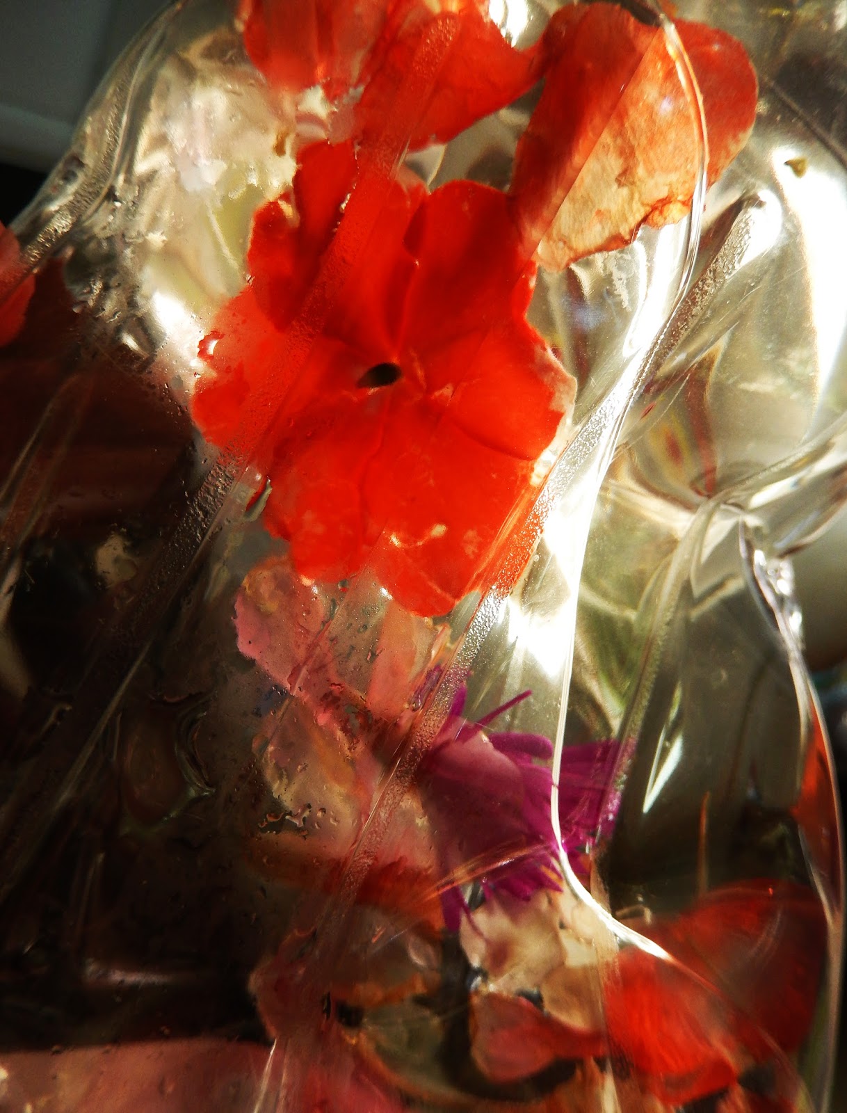 Arq. Myriam Mahiques´art Trapped flowers and petals. Flores y pétalos