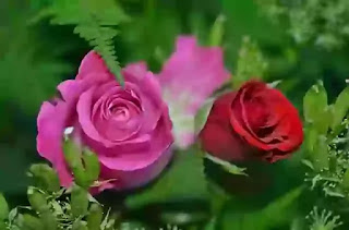 सपने में गुलाब का फूल देखना कैसा होता है | Sapne Mein Gulab Ka Phool Dekhna Kaisa Hota Hai
