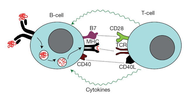 B‐cell handling of a thymus‐dependent antigen and presentation to an activated T‐cell