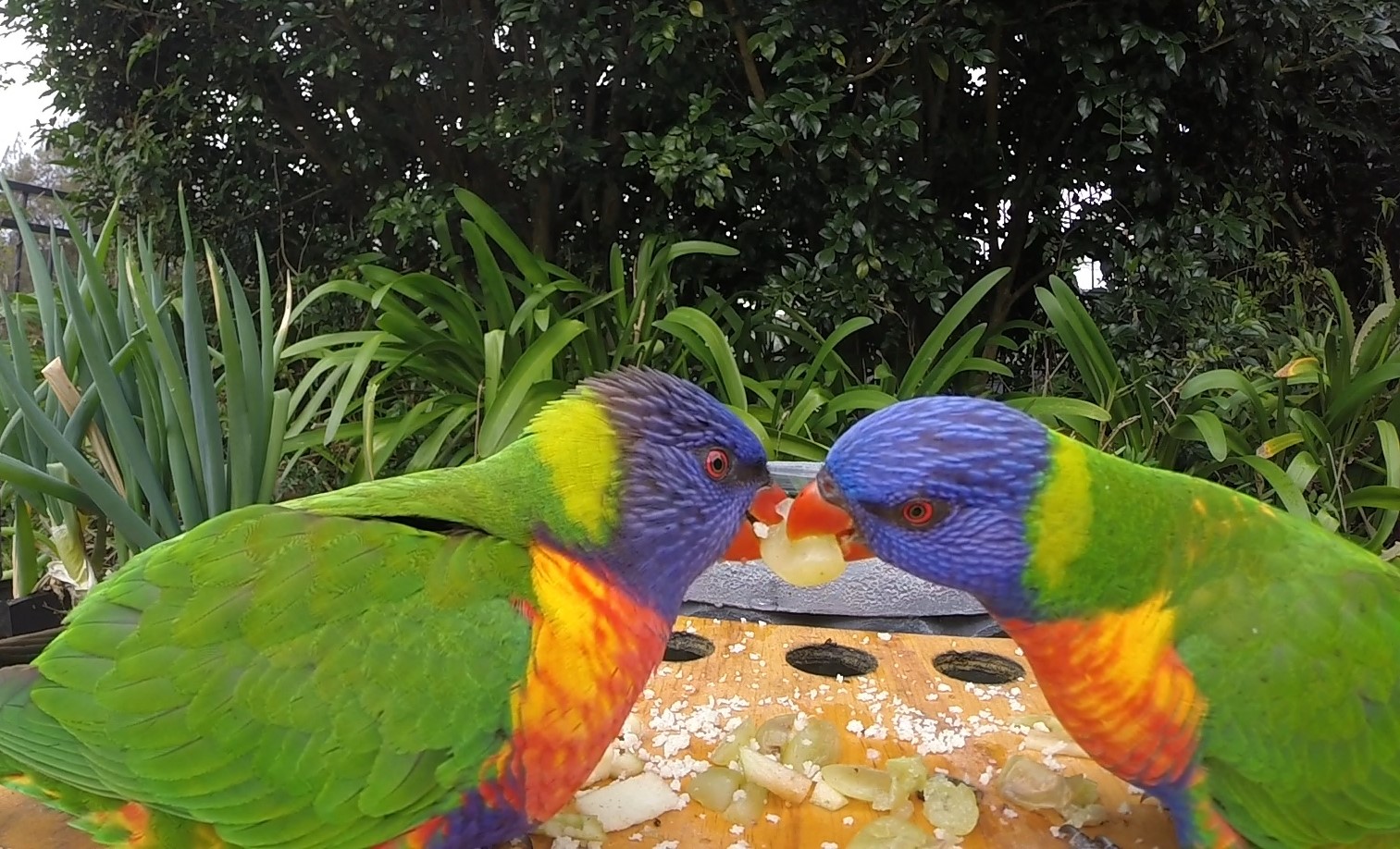 My Burra Family Feeding wild birds. Good or Bad??