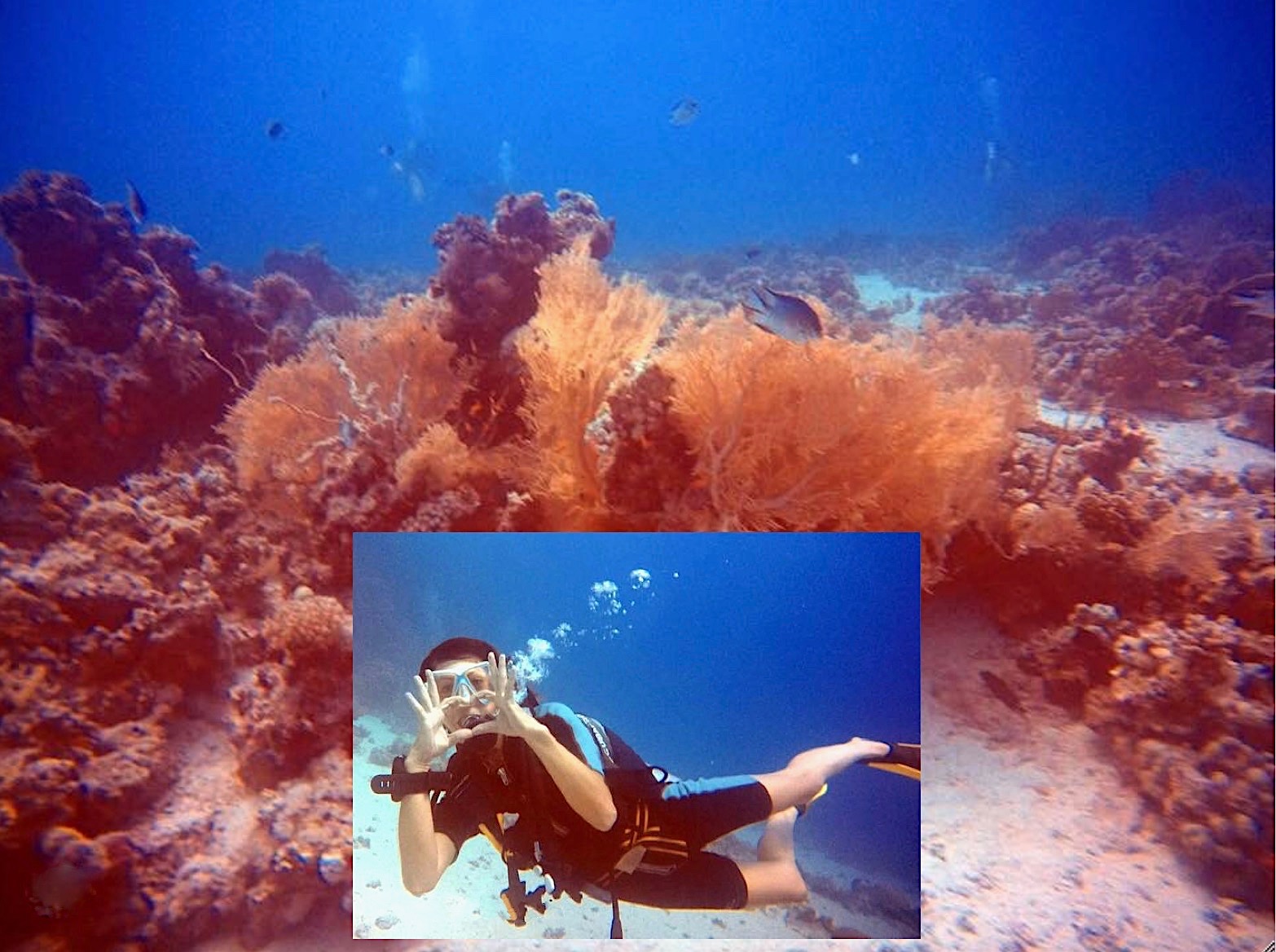 égyptophile Pourquoi la mer Rouge estelle ainsi nommée