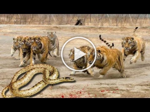DOWNLOAD VIDEO: TİGER vs PYTHON Real Fight Snake Leopard Wild Boar Lion ...