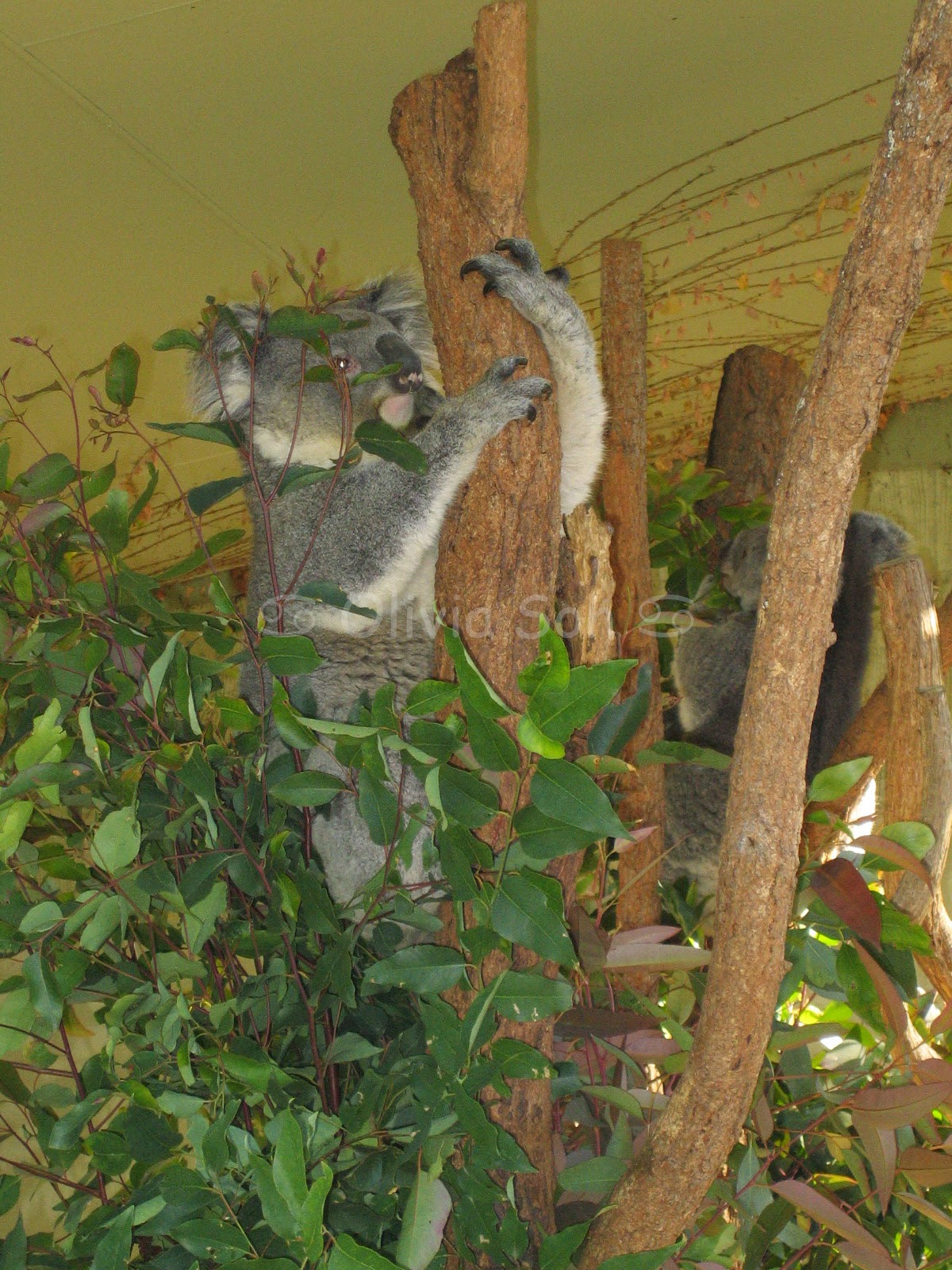 Koala Taronga Zoo, Sydney, Australie