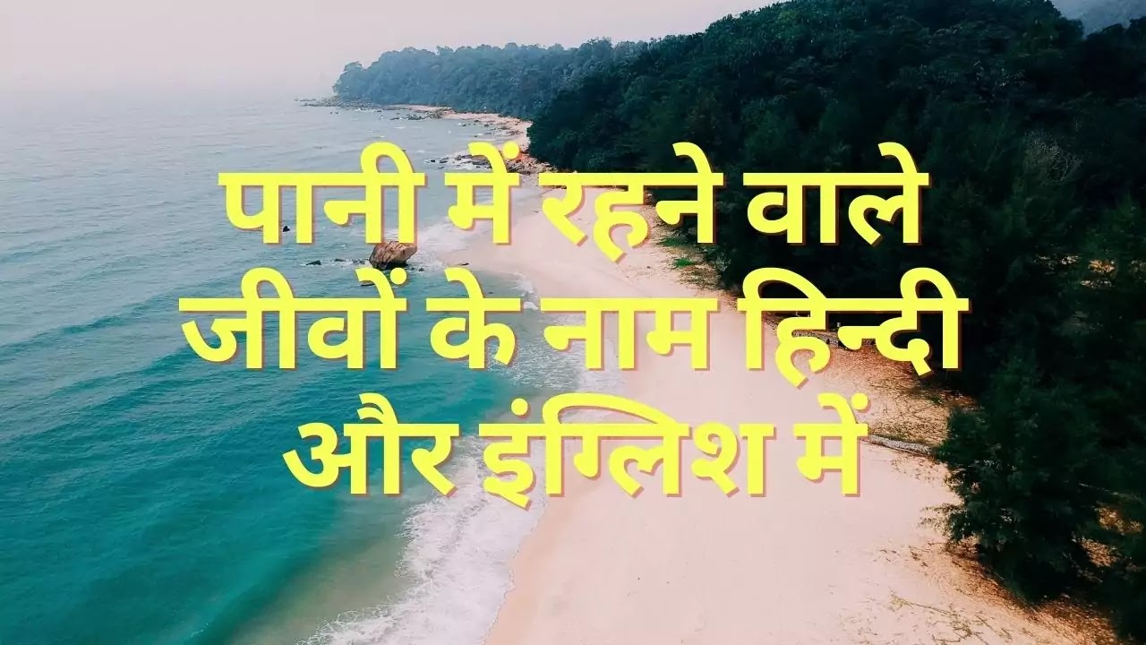 À¤ª À¤¨ À¤® À¤°à¤¹à¤¨ À¤µ À¤² À¤ À¤µ À¤ À¤¨ À¤® Water Animals Name In Hindi And English