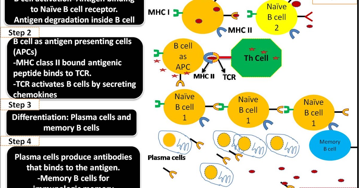 B cells as Antigen Presenting Cells or APCsMechanism Biology Exams 4 U