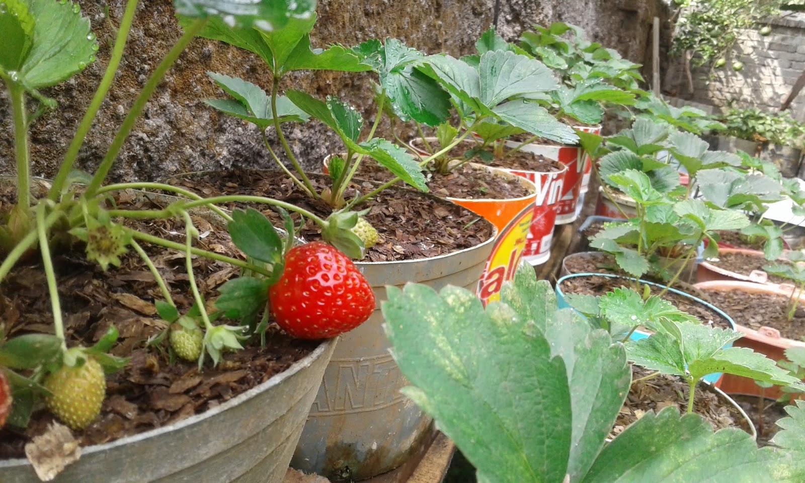 Benefits of Eggshells for Strawberry Plants in the Backyard Garden