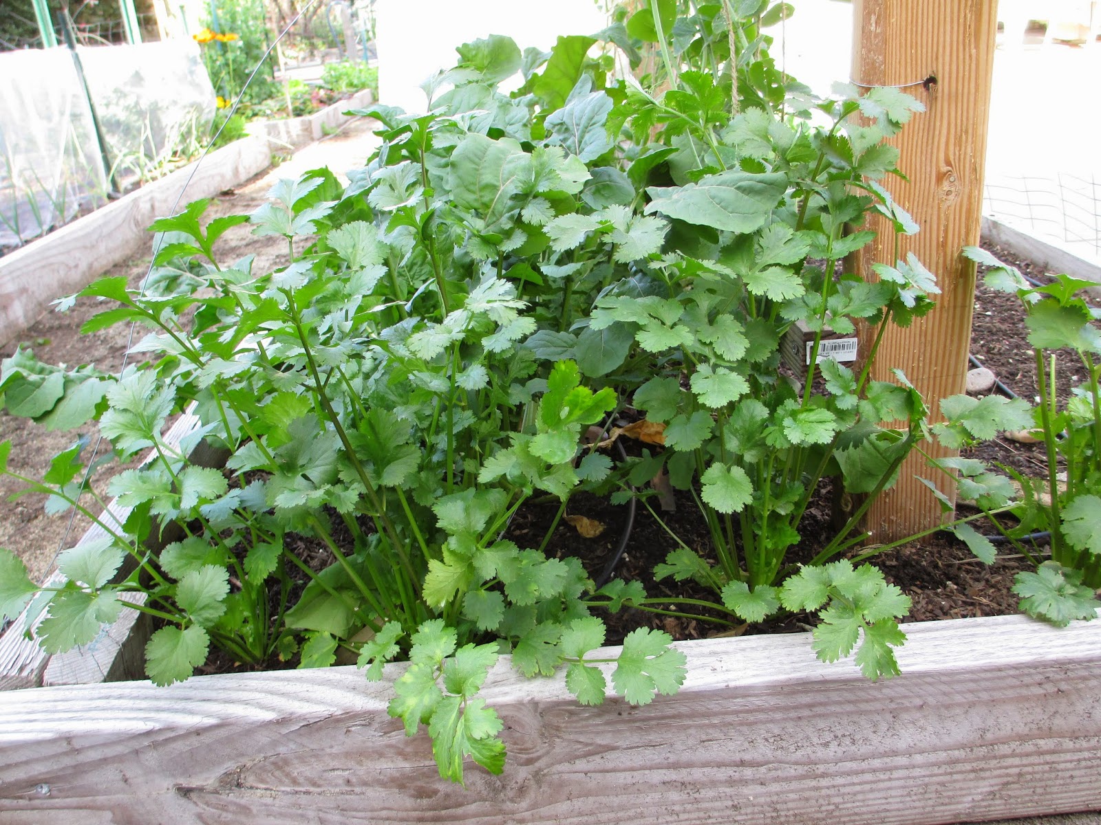 Andie's Way Growing Cilantro