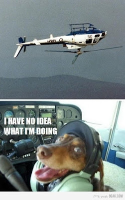 Ich habe keine Idee was ich da mache - Hund im Flugzeug Ich habe keine Idee was ich da mache - Hund im Flugzeug