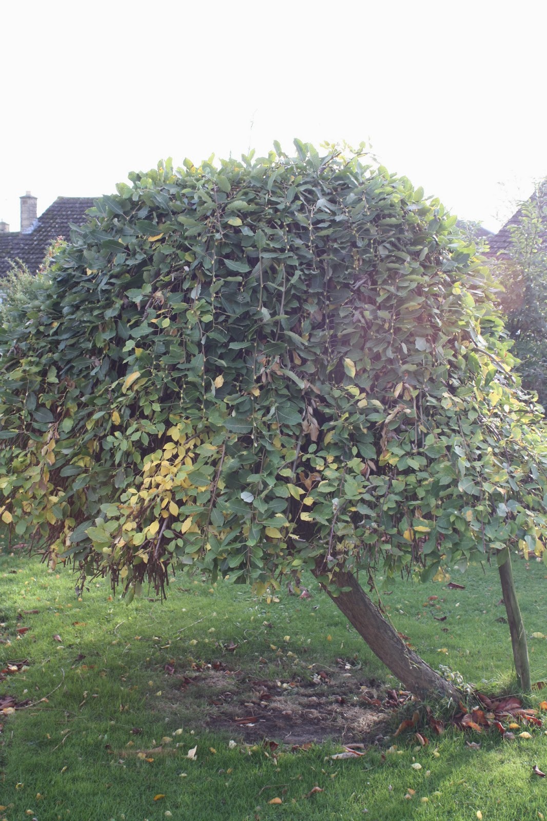 How does your garden grow - Goodbye, trees - Mum of Three World