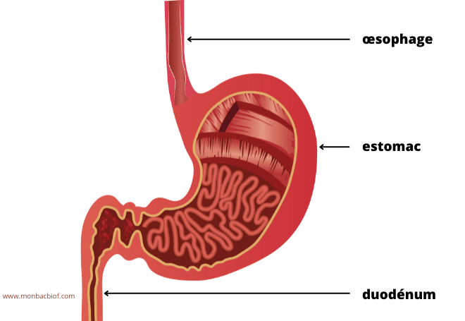 La digestion des aliments au niveau de l'estomac