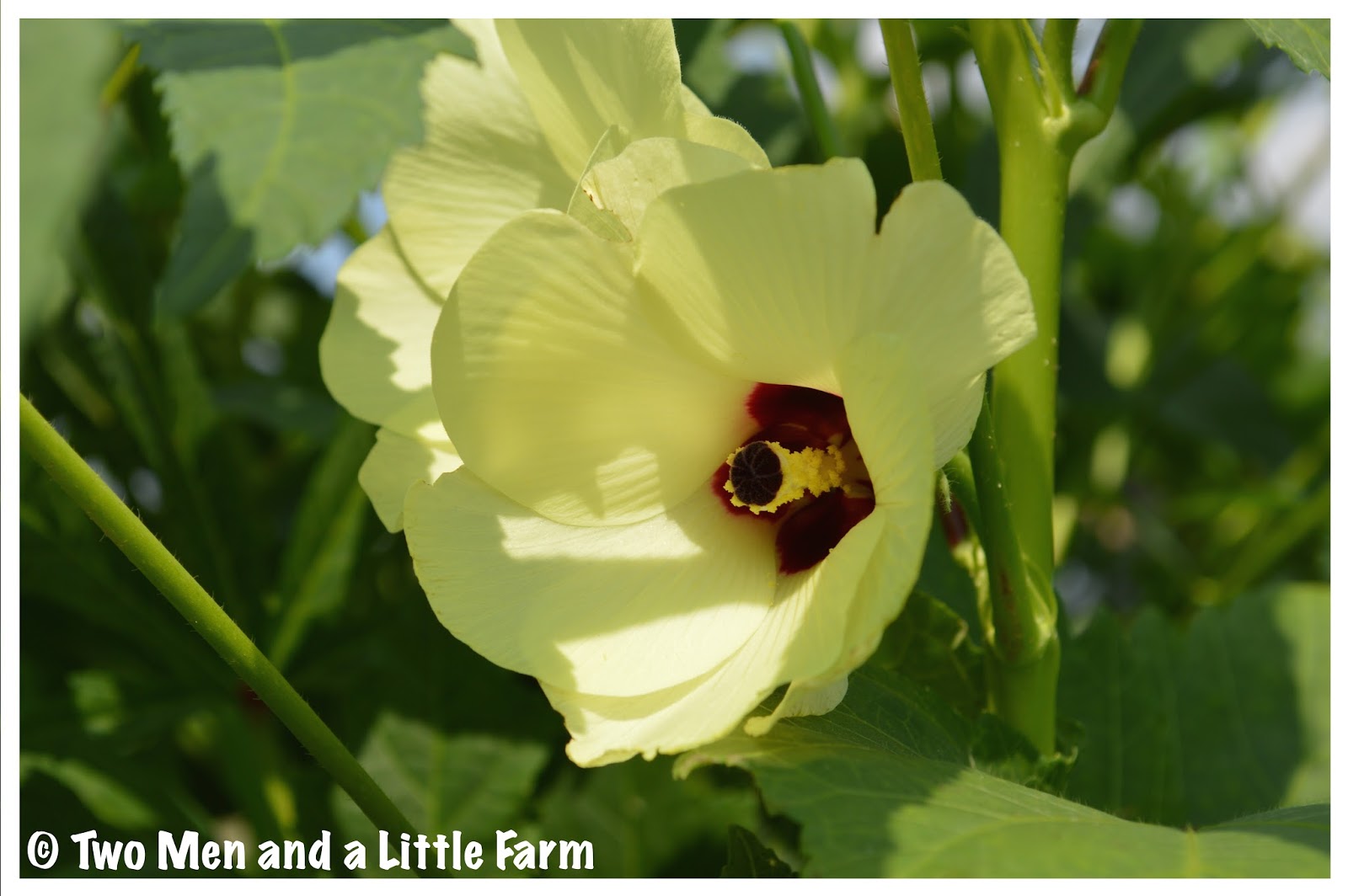 Two Men and a Little Farm OKRA FLOWERS