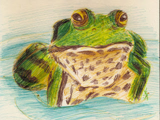 illustration grenouille stylo bille
