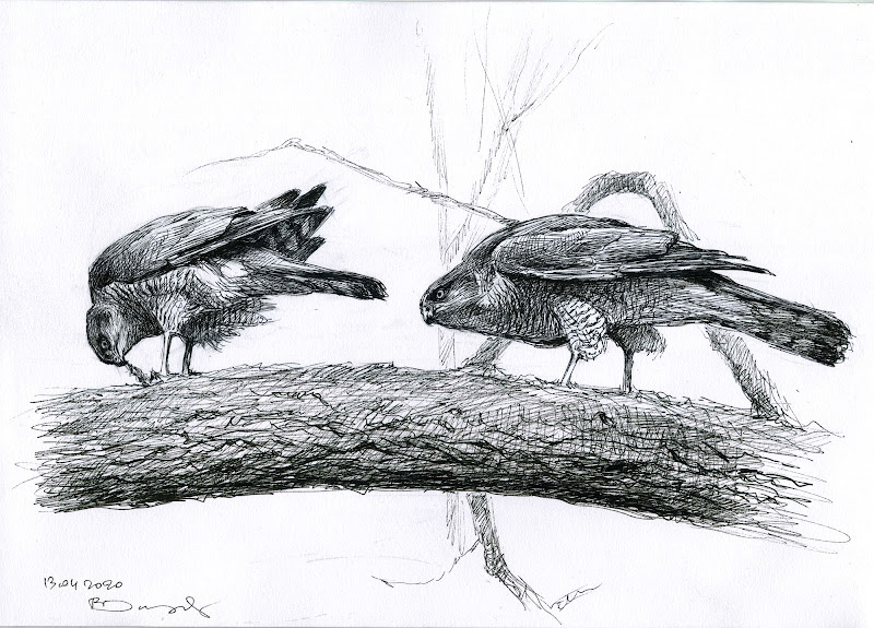 Eurasian Sparrowhawk in pair