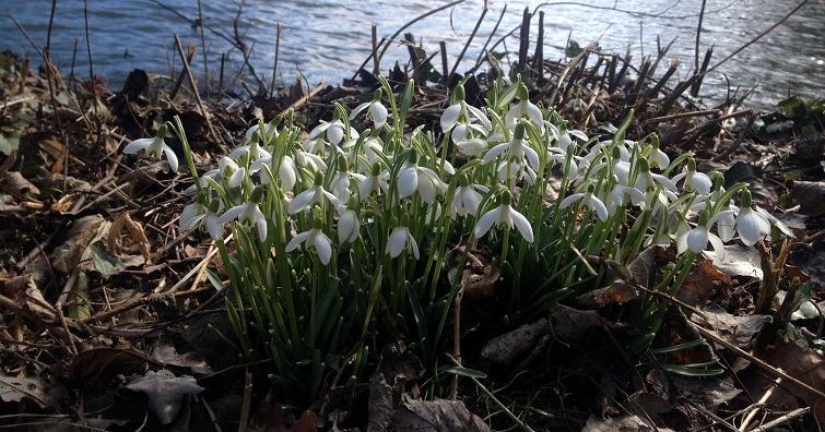 Galanthus Winterblüher, Schneeglöckchen