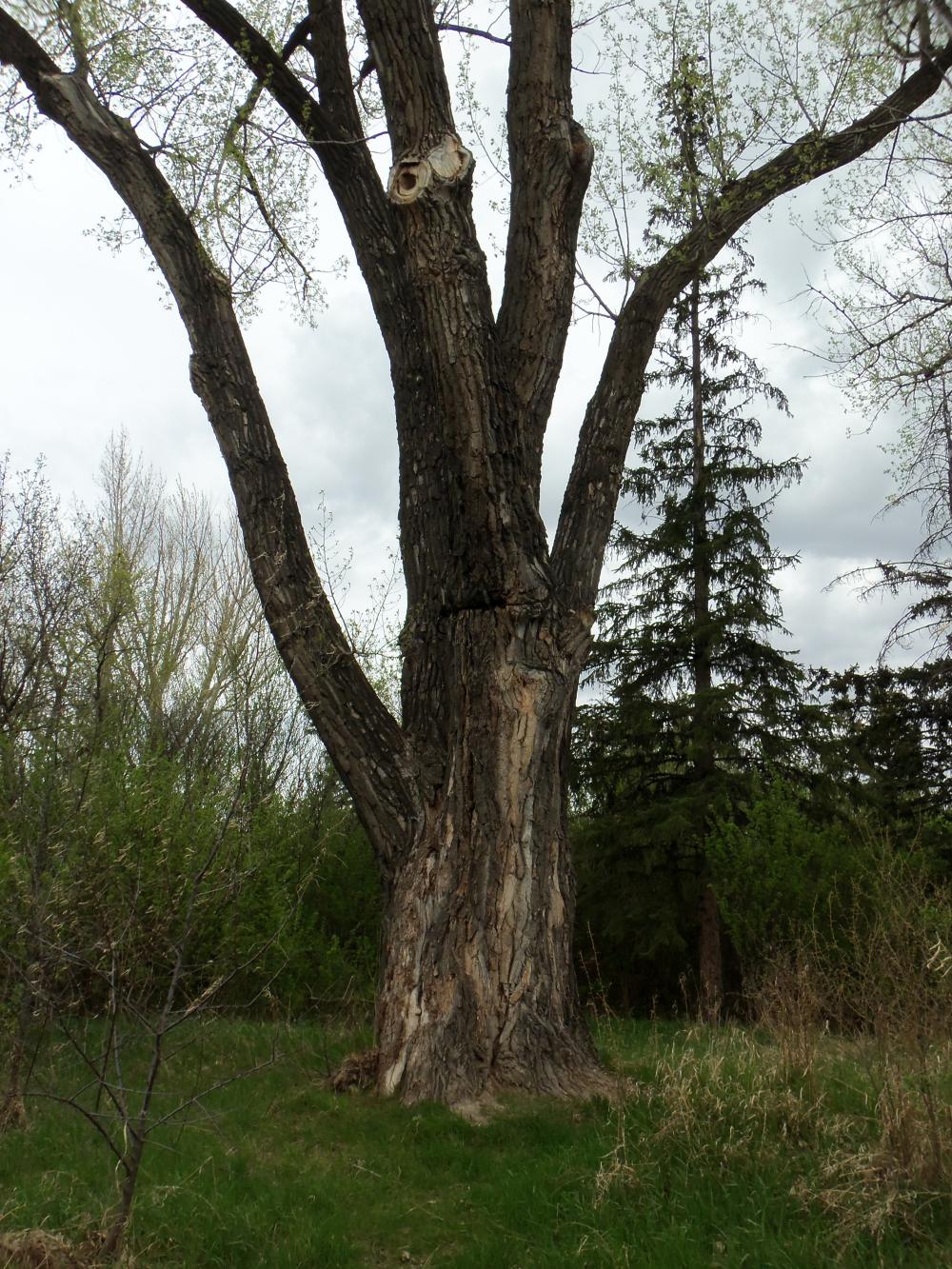 BIGGEST TREE IN MOOSE JAW, SASKATCHEWAN