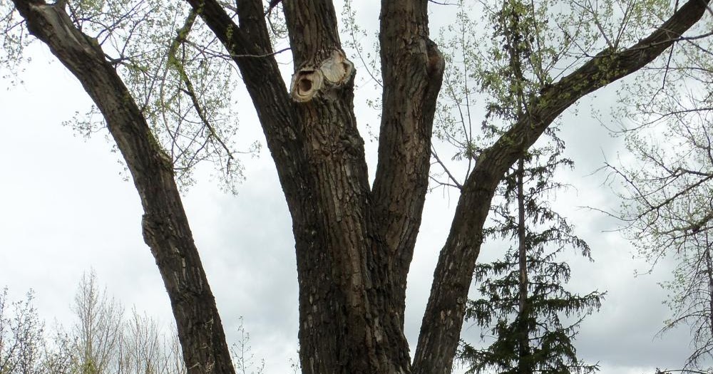 BIGGEST TREE IN MOOSE JAW, SASKATCHEWAN